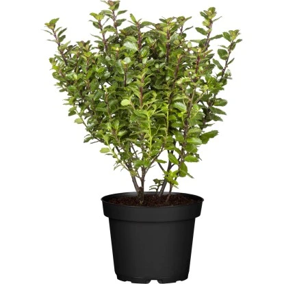 Ilex "Little Pirate" Höhe Ca. 30 - 40 Cm Topf Ca. 3 L Ilex 3 Ilex "Little Pirate" Höhe Ca. 30 - 40 Cm Topf Ca. 3 L Ilex