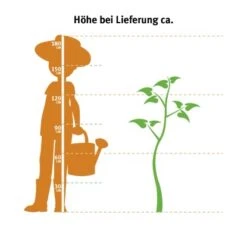 OBI Portugiesischer Kirschlorbeer "Angustifolia" Höhe Ca.70 Cm Topf 10 L Prunus -Einhell Garten Geschaft 0 cm topf ca. 75 l thuja 2 5