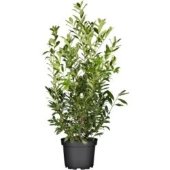 GROW By OBI Kirschlorbeer "Caucasica" Höhe Ca. 100 Cm Topf Ca. 10 L Prunus