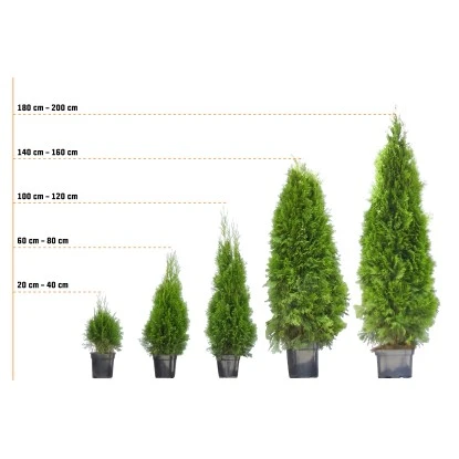 Eibe Set à 30 Stück Höhe Ca. 80 - 100 Cm Ballenware Taxus Baccata 7 Eibe Set à 30 Stück Höhe Ca. 80 - 100 Cm Ballenware Taxus Baccata – Bild 5