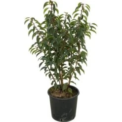 OBI Japanische Spindelsträucher Verschiedene Sorten Höhe Ca.30-40 Cm Topf Ca.5 L -Einhell Garten Geschaft 130389 4104 1 1