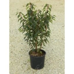 OBI Japanische Spindelsträucher Verschiedene Sorten Höhe Ca.30-40 Cm Topf Ca.5 L -Einhell Garten Geschaft 130389 4104 1