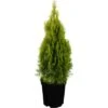 Lebensbaum "Golden Smaragd" Gelb Höhe Ca. 20 - 30 Cm Topf Ca. 2 L Thuja -Einhell Garten Geschaft 1365576 3358 1