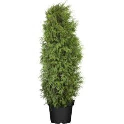 OBI Lebensbaum "Brabant" Höhe Ca. 120 - 140 Cm Topf Ca. 10 L Thuja