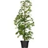 Hainbuche Spalier Carpinus Betulus -Einhell Garten Geschaft 1447896 3026 3332 3488 01