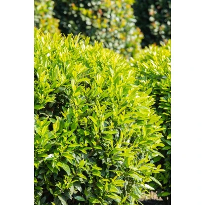 Kirschlorbeer "Caucasica" Höhe Ca. 60 - 80 Cm Topf Ca. 5 LPrunus 4 Kirschlorbeer "Caucasica" Höhe Ca. 60 - 80 Cm Topf Ca. 5 LPrunus – Bild 2