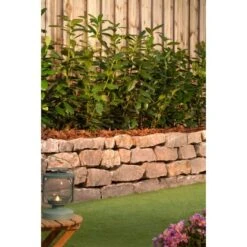 Kirschlorbeer "Caucasica" Höhe Ca. 60 - 80 Cm Topf Ca. 5 LPrunus 9 Kirschlorbeer "Caucasica" Höhe Ca. 60 - 80 Cm Topf Ca. 5 LPrunus -Einhell Garten Geschaft 1477694 3358 3