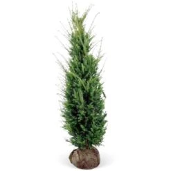 Eibe Set à 20 Stück Höhe Ca. 120 - 140 Cm Ballenware Taxus Baccata