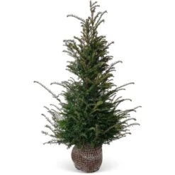 Eibe Set à 30 Stück Höhe Ca. 120 - 140 Cm Ballenware Taxus Baccata