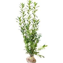 Kirschlorbeer "Caucasica" Set à 15 Stück Höhe Ca. 175 - 200 Cm Ballenware