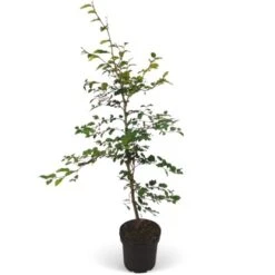 Rotbuche Set à 50 Stück Höhe Ca. 80 - 100 Cm Topf Ca. 2 L Fagus Sylvatica