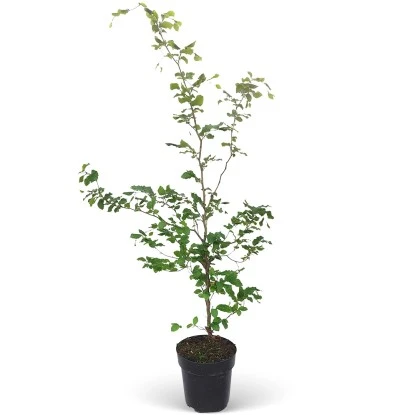 Rotbuche Set à 40 Stück Höhe Ca. 125 - 150 Cm Topf Ca. 5 L Fagus Sylvatica 3 Rotbuche Set à 40 Stück Höhe Ca. 125 - 150 Cm Topf Ca. 5 L Fagus Sylvatica