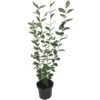 Ovalblättriger Liguster Set à 150 Stück Höhe Ca. 80 - 100 Cm Topf Ca. 3 L 1 Ovalblättriger Liguster Set à 150 Stück Höhe Ca. 80 - 100 Cm Topf Ca. 3 L -Einhell Garten Geschaft 161202 3358 01