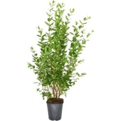 Ovalblättriger Liguster Set à 45 Stück Höhe Ca. 125 - 150 Cm Topf Ca. 5 L