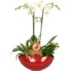 Weihnachtsarrangement Mit Orchidee Topf-Ø Ca. 25 Cm -Einhell Garten Geschaft 2182954 4883 1