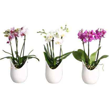 Schmetterlings-Orchidee 3-Trieber In Weißer Keramik Topf-Ø Ca. 9 Cm 3 Schmetterlings-Orchidee 3-Trieber In Weißer Keramik Topf-Ø Ca. 9 Cm