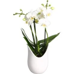 Schmetterlings-Orchidee 3-Trieber In Weißer Keramik Topf-Ø Ca. 9 Cm 9 Schmetterlings-Orchidee 3-Trieber In Weißer Keramik Topf-Ø Ca. 9 Cm -Einhell Garten Geschaft 2274025 4883 4