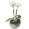 Weihnachtsarrangement Mit Mini-Orchidee Topf-Ø Ca. 6 Cm -Einhell Garten Geschaft 2274074 4883 2