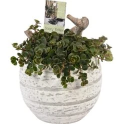 Arrangement Mit Mauerpfeffer Topf-Ø Ca. 16 Cm