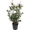 GROW By OBI Glanzmispel "Red Robin" Höhe Ca. 40 - 50 Cm Topf Ca. 5 L Photinia -Einhell Garten Geschaft 275088 4104 1