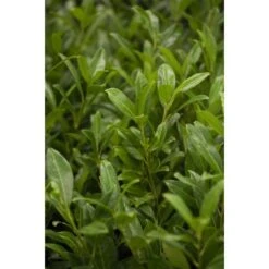 OBI Kirschlorbeer "Herbergii" Höhe Ca. 80 - 100 Cm Topf Ca. 7,5 L Prunus -Einhell Garten Geschaft 2765428 3358 3