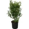 OBI Portugiesischer Kirschlorbeer "Angustifolia" Höhe Ca.70 Cm Topf 10 L Prunus -Einhell Garten Geschaft 297820 4104 1