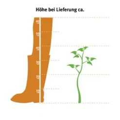 GROW By OBI Glanzmispel "Red Robin" Höhe Ca. 40 - 50 Cm Topf Ca. 5 L Photinia 9 GROW By OBI Glanzmispel "Red Robin" Höhe Ca. 40 - 50 Cm Topf Ca. 5 L Photinia -Einhell Garten Geschaft 2 l thuja occidentalis 2