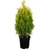 OBI Kegel-Lebensbaum "Jantar" Höhe Ca. 40 - 50 Cm Topf Ca. 7 L Thuja -Einhell Garten Geschaft 337541 3358 1