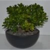 Geldbaum In Schale Topf-Ø Ca. 26 Cm Crassula 1 Geldbaum In Schale Topf-Ø Ca. 26 Cm Crassula -Einhell Garten Geschaft 358558 U 3358 1