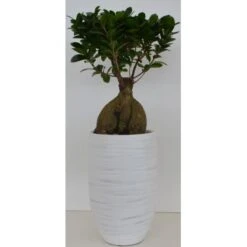 Bonsai In Keramikvase Topf-Ø Ca. 21 Cm Ficus