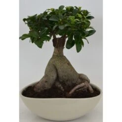 Bonsai In Keramikschale Topf-Ø Ca. 27 Cm Ficus