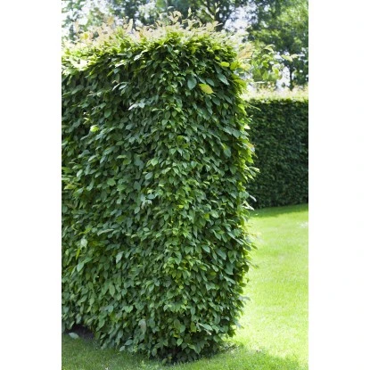 Hainbuche Set à 50 Stück Höhe Ca. 80 - 100 Cm Topf Ca. 3 L Carpinus Betulus 4 Hainbuche Set à 50 Stück Höhe Ca. 80 - 100 Cm Topf Ca. 3 L Carpinus Betulus – Bild 2