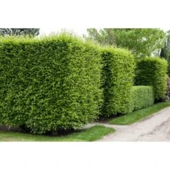 Hainbuche Set à 50 Stück Höhe Ca. 80 - 100 Cm Topf Ca. 3 L Carpinus Betulus 11 Hainbuche Set à 50 Stück Höhe Ca. 80 - 100 Cm Topf Ca. 3 L Carpinus Betulus -Einhell Garten Geschaft 3855863 3358 3 4