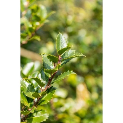 OBI Stechpalme "Blue Prince" Höhe Ca. 50 - 60 Cm Topf Ca. 5 L Ilex Meserveae 4 OBI Stechpalme "Blue Prince" Höhe Ca. 50 - 60 Cm Topf Ca. 5 L Ilex Meserveae – Bild 2