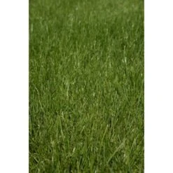 Kiepenkerl Saatgut RSM 2.3 Gebrauchsrasen - Spielrasen 10 Kg Für 250 M² -Einhell Garten Geschaft 4000159623491 4161 3