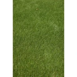 Kiepenkerl Saatgut RSM 2.3 Gebrauchsrasen - Spielrasen 10 Kg Für 250 M² -Einhell Garten Geschaft 4000159623491 4161 4