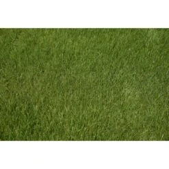 Kiepenkerl Saatgut RSM 2.3 Gebrauchsrasen - Spielrasen 10 Kg Für 250 M² -Einhell Garten Geschaft 4000159623491 4161 5