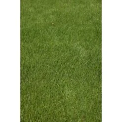 Kiepenkerl Saatgut RSM 2.3 Gebrauchsrasen - Spielrasen 10 Kg Für 250 M² -Einhell Garten Geschaft 4000159623491 4161 6