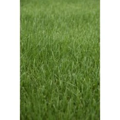 Kiepenkerl Saatgut RSM 3.2 Sportrasen - Regeneration 10 Kg Für 350 M² -Einhell Garten Geschaft 4000159623583 4161 3