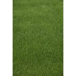 Kiepenkerl Saatgut RSM 3.2 Sportrasen - Regeneration 10 Kg Für 350 M² -Einhell Garten Geschaft 4000159623583 4161 5