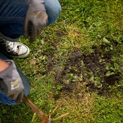 Compo Saat Rasen-Nachsaat 440 G 4 Compo Saat Rasen-Nachsaat 440 G – Bild 2