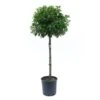 GROW By OBI Portugies. Kirschlorbeer Ca. 100 Cm Topf Ca. 18 L Prunus Lusitanica -Einhell Garten Geschaft 4017442003380 4104 S 01
