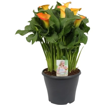 OBI Zantedeschie "Morning Sun" Orange Höhe Ca. 60 Cm Topf-Ø Ca. 23 Cm 3 OBI Zantedeschie "Morning Sun" Orange Höhe Ca. 60 Cm Topf-Ø Ca. 23 Cm