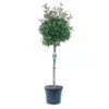 GROW By OBI Glanzmispel "Red Robin" Halbstamm Topf Ca. 30 L Photinia Fraseri -Einhell Garten Geschaft 4017442037347 4104 S 01