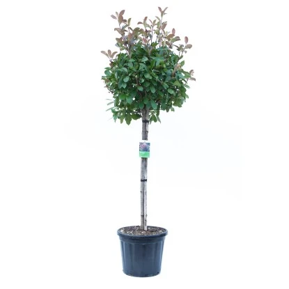 GROW By OBI Glanzmispel "Red Robin" Halbstamm Topf Ca. 30 L Photinia Fraseri 3 GROW By OBI Glanzmispel "Red Robin" Halbstamm Topf Ca. 30 L Photinia Fraseri