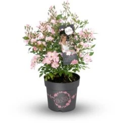 GROW By OBI Strauchrose "Rosy Boom" Rosa Topf Ca. 6 L