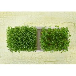 Sperli Grünsprossen-Duo-Anzuchtschale 13 Sperli Grünsprossen-Duo-Anzuchtschale -Einhell Garten Geschaft 423874 4161 85014 4