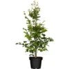Rotbuche Grün Höhe Ca. 60 - 80 Cm Topf Ca. 3 L Fagus Sylvatica -Einhell Garten Geschaft 4374872 3358 1