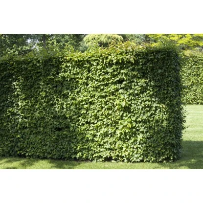 Rotbuche Set à 40 Stück Höhe Ca. 125 - 150 Cm Topf Ca. 5 L Fagus Sylvatica 4 Rotbuche Set à 40 Stück Höhe Ca. 125 - 150 Cm Topf Ca. 5 L Fagus Sylvatica – Bild 2