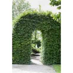 Rotbuche Set à 100 Stück Höhe Ca. 80 - 100 Cm Topf Ca. 2 L Fagus Sylvatica -Einhell Garten Geschaft 4374872 3358 3